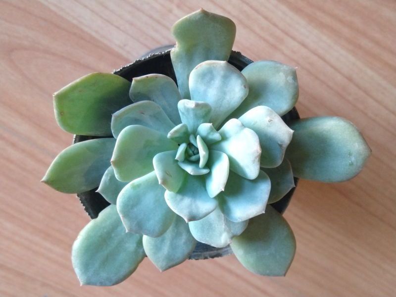 Foto de un cactus que se está identificando actualmente