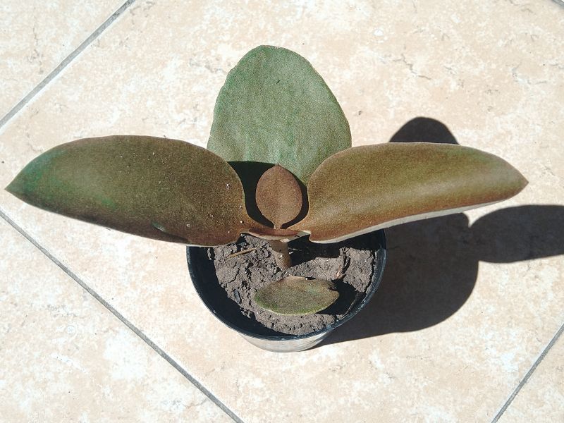 A photo of Kalanchoe orgyalis