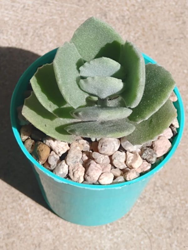 A photo of Kalanchoe millotii