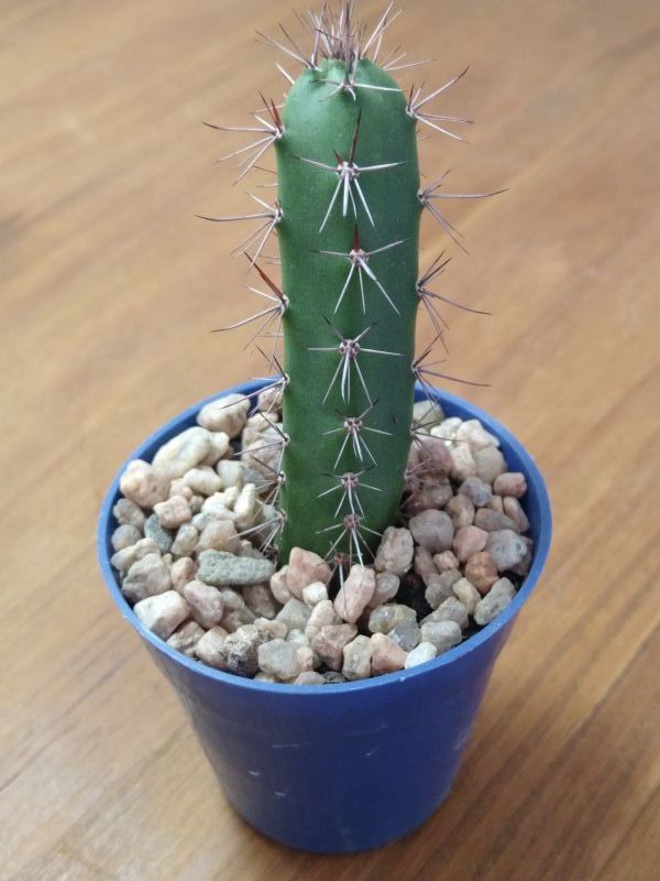 Una foto de Harrisia pomanensis