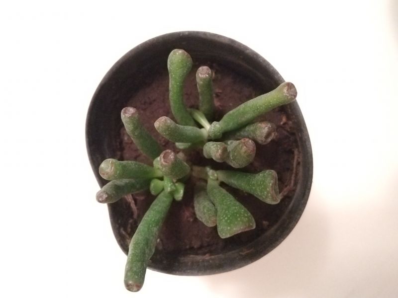 A photo of Crassula ovata cv. gollum