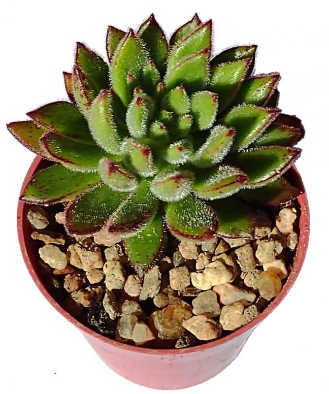 A photo of Echeveria X Set oliver (E. setosa x E. harmsii) (Hibrido)