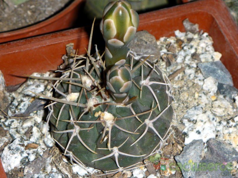 Una foto de Gymnocalycium spegazzinii ssp. cardenasianum