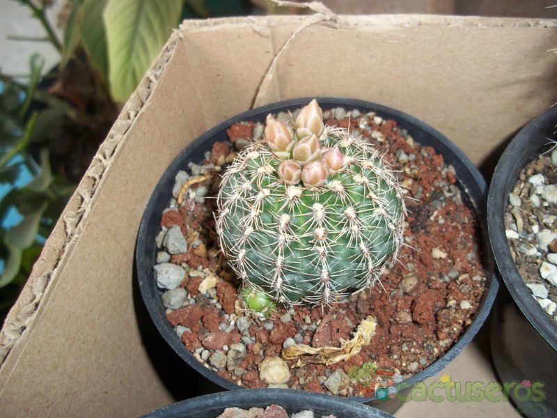 A photo of Gymnocalycium bruchii