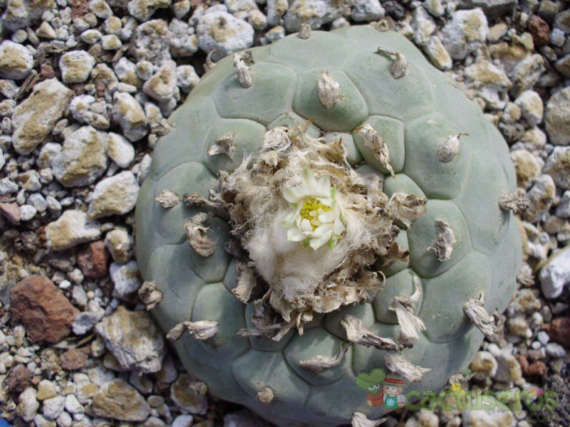 A photo of Lophophora diffusa