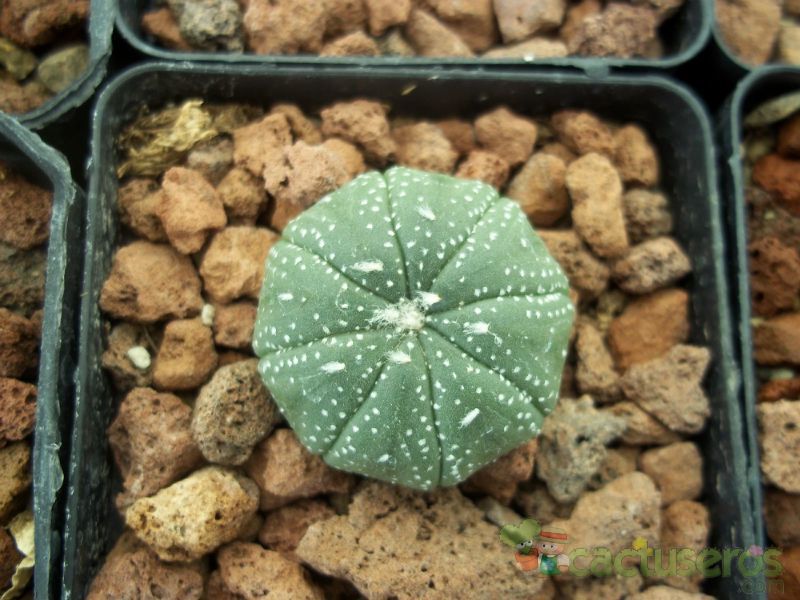 A photo of Astrophytum asterias