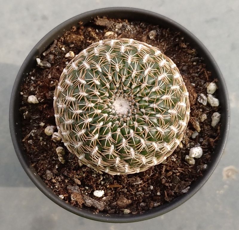 Una foto de Sulcorebutia arenacea