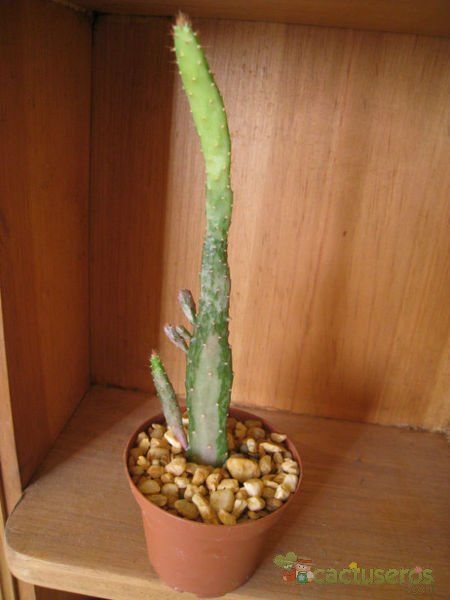 Una foto de Opuntia monacantha fma. variegada