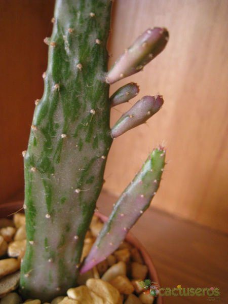 Una foto de Opuntia monacantha fma. variegada