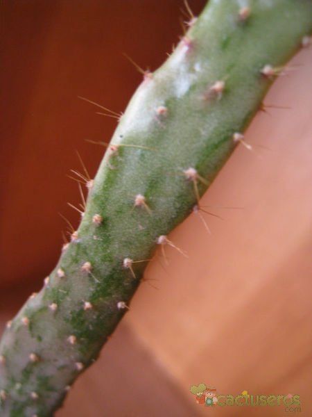 Una foto de Opuntia monacantha fma. variegada