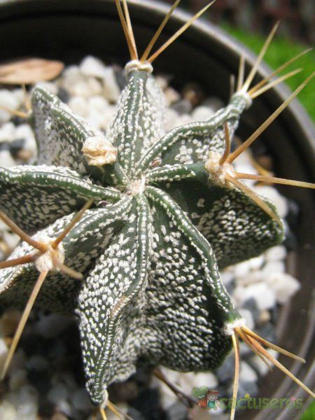 Una foto de Astrophytum ornatum