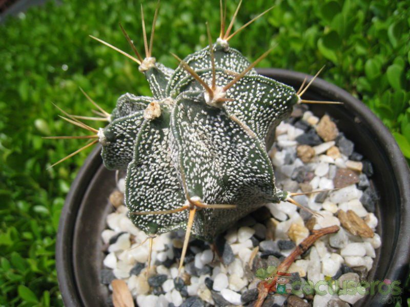Una foto de Astrophytum ornatum