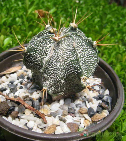 Una foto de Astrophytum ornatum