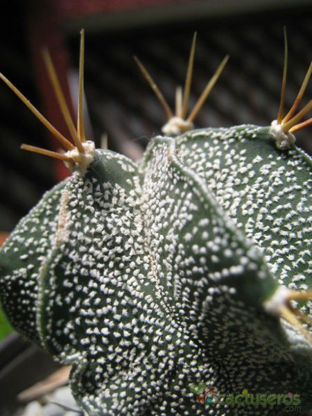 Una foto de Astrophytum ornatum