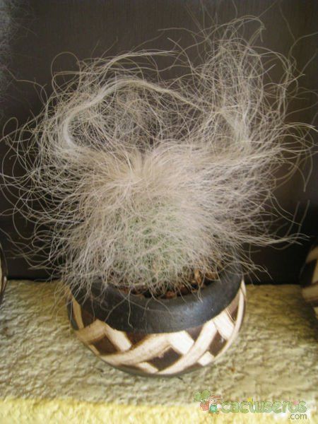 Una foto de Cephalocereus senilis
