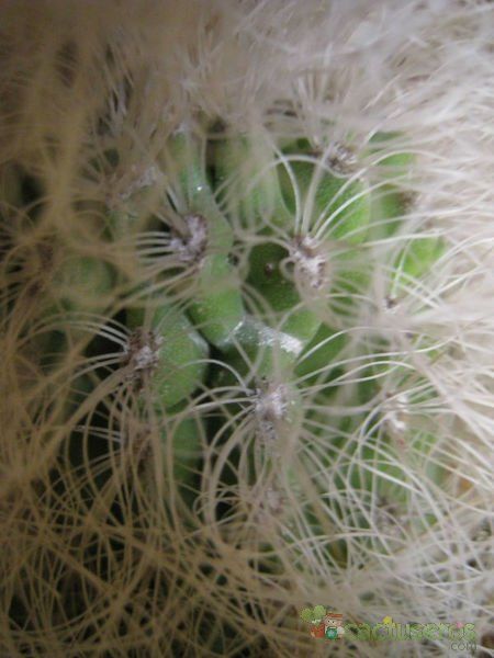 Una foto de Cephalocereus senilis