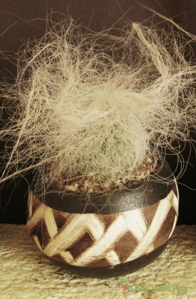 Una foto de Cephalocereus senilis