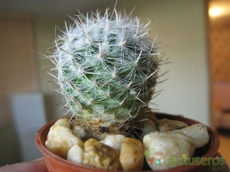Una foto de Mammillaria geminispina