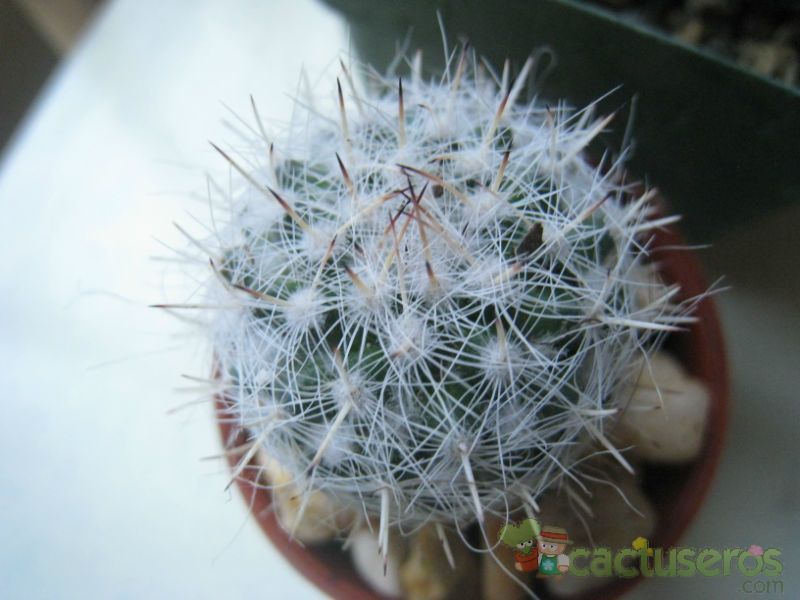 Una foto de Mammillaria geminispina