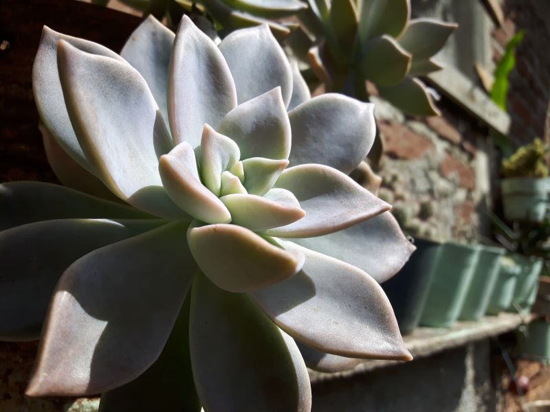 A photo of Graptopetalum paraguayense