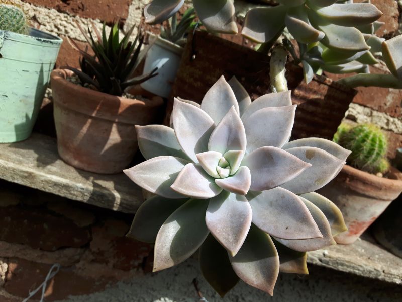 A photo of Graptopetalum paraguayense