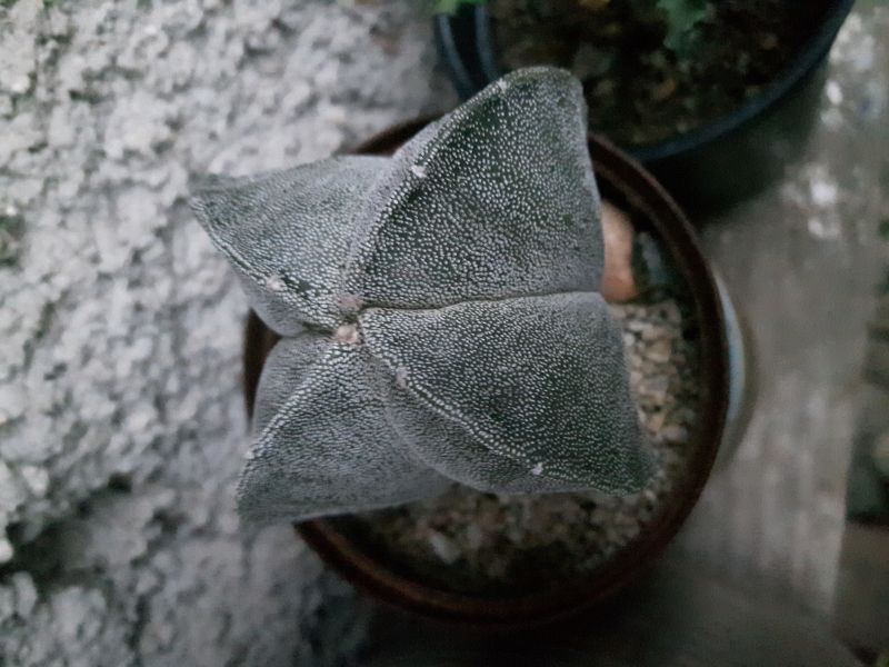 Una foto de Astrophytum myriostigma quadricostatum