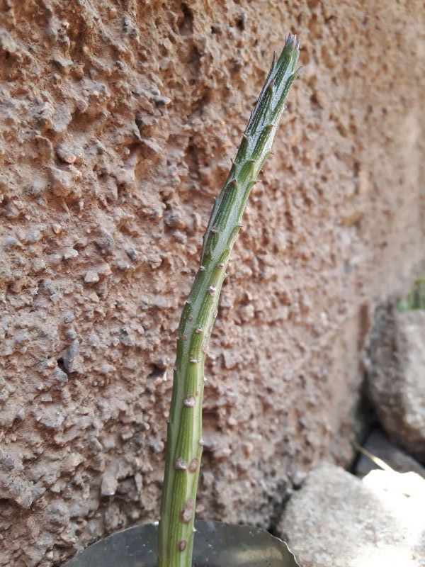 Una foto de Kleinia gregorii