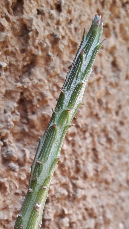 Una foto de Kleinia gregorii
