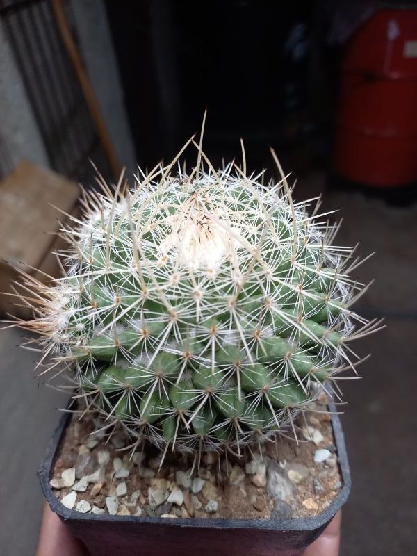 Una foto de Mammillaria geminispina