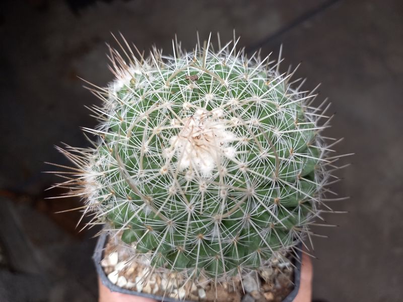 Una foto de Mammillaria geminispina