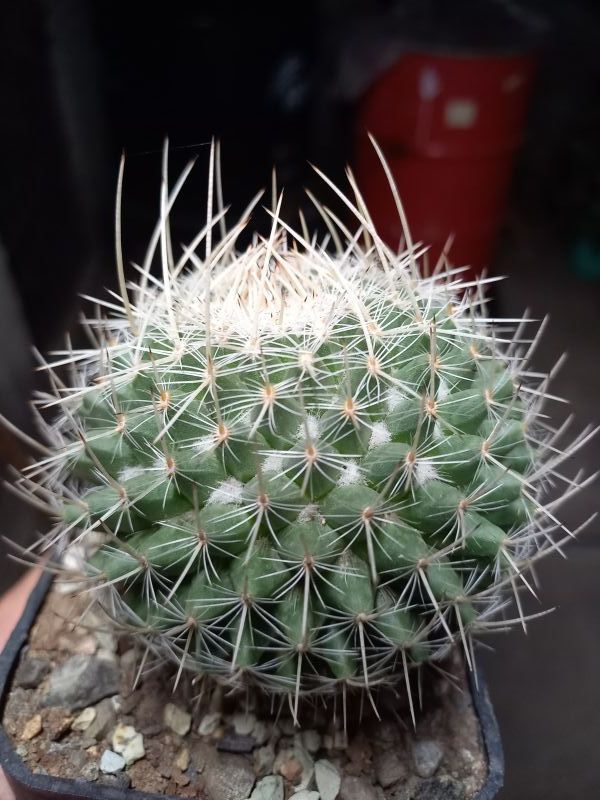 Una foto de Mammillaria geminispina
