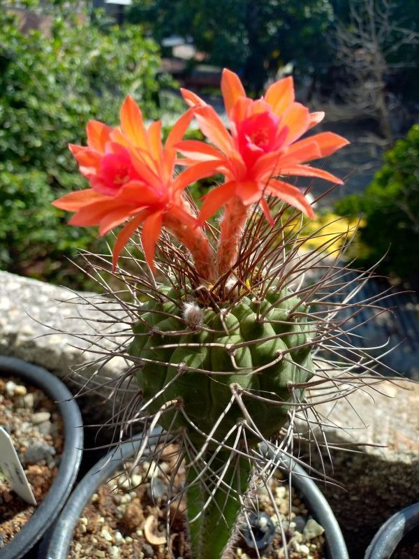Una foto de Matucana pujupatii