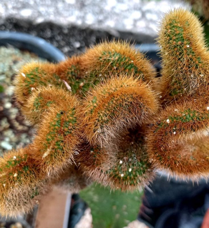 Una foto de Cleistocactus winteri f. crestada