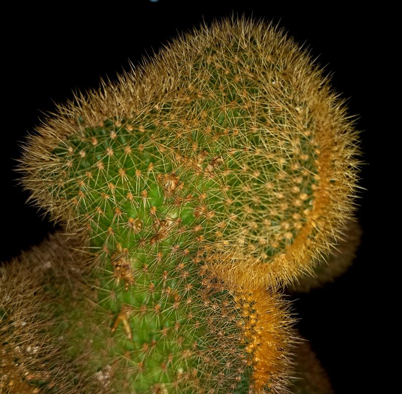 Una foto de Cleistocactus winteri f. crestada