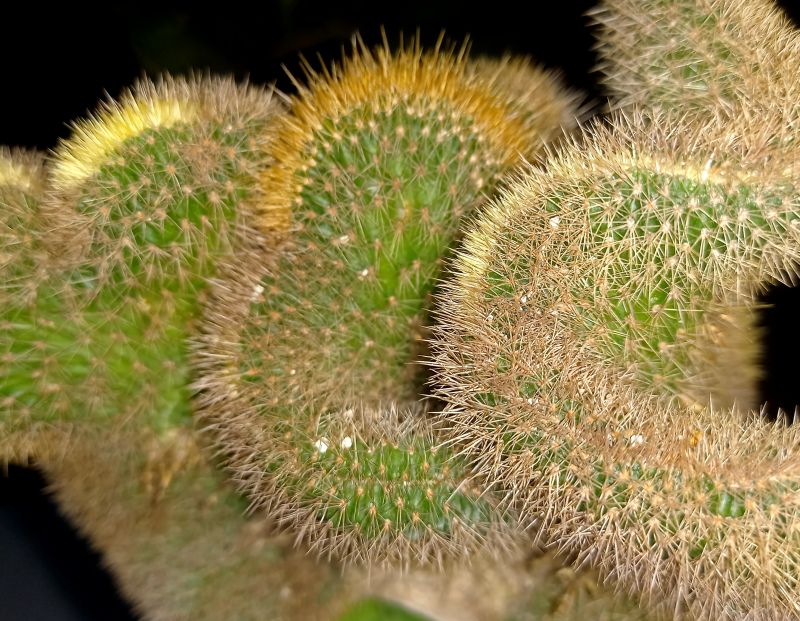 Una foto de Cleistocactus winteri f. crestada