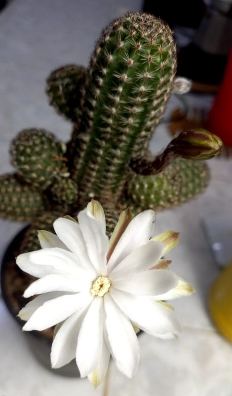 A photo of Pygmaeocereus bylesianus