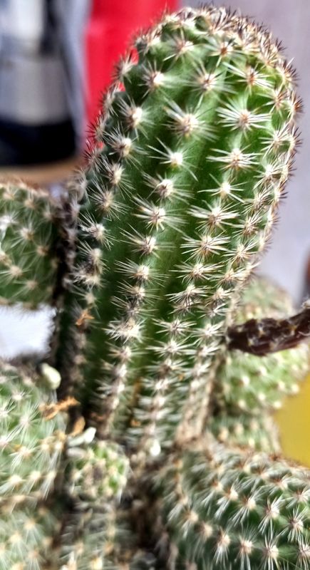 A photo of Pygmaeocereus bylesianus