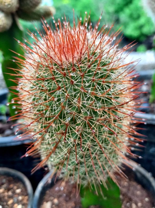 Una foto de Mammillaria spinosissima cv. Super Red