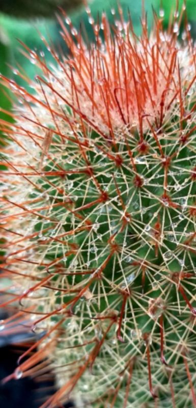 Una foto de Mammillaria spinosissima cv. Super Red
