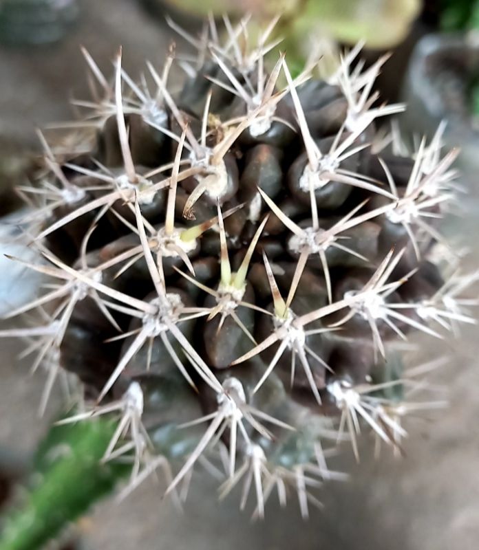 Una foto de Eriosyce curvispina