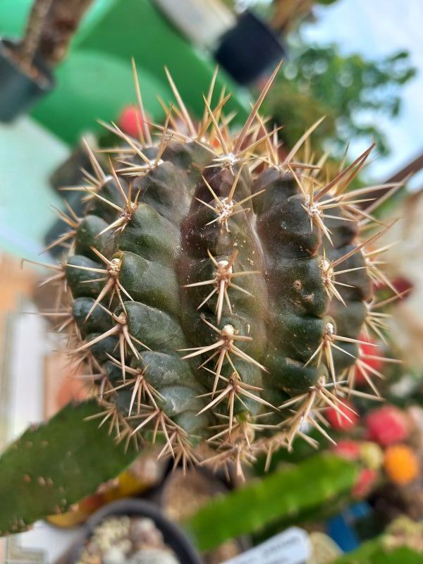 Una foto de Eriosyce curvispina