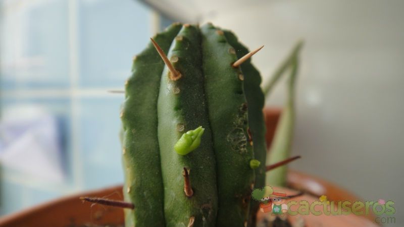 Una foto de Euphorbia heptagona