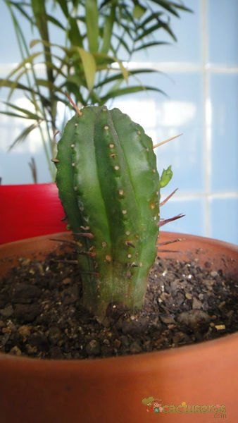 Una foto de Euphorbia heptagona