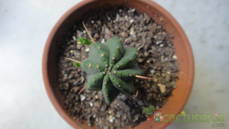 Una foto de Euphorbia heptagona