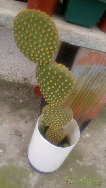 A photo of Opuntia microdasys subsp. microdasys