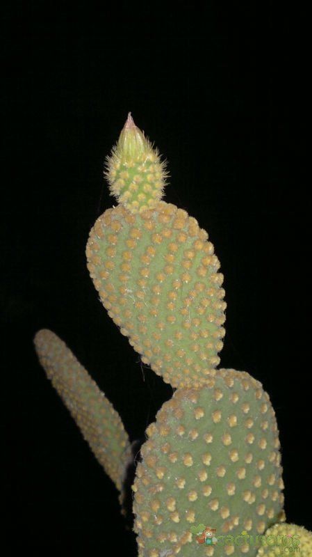A photo of Opuntia microdasys subsp. microdasys