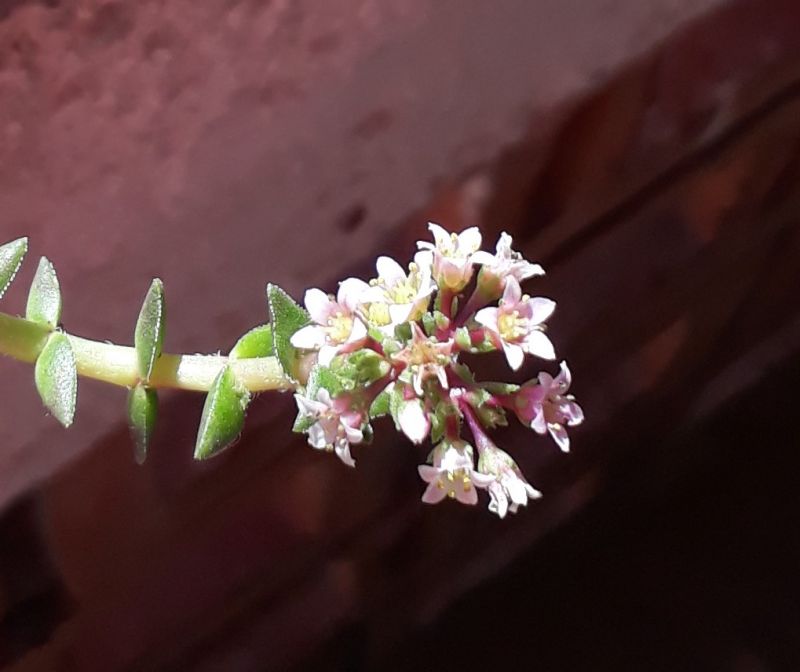Una foto de Crassula capitella ssp. thyrsiflora 