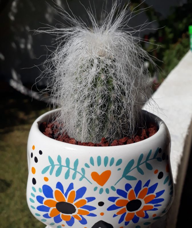 A photo of Cephalocereus senilis