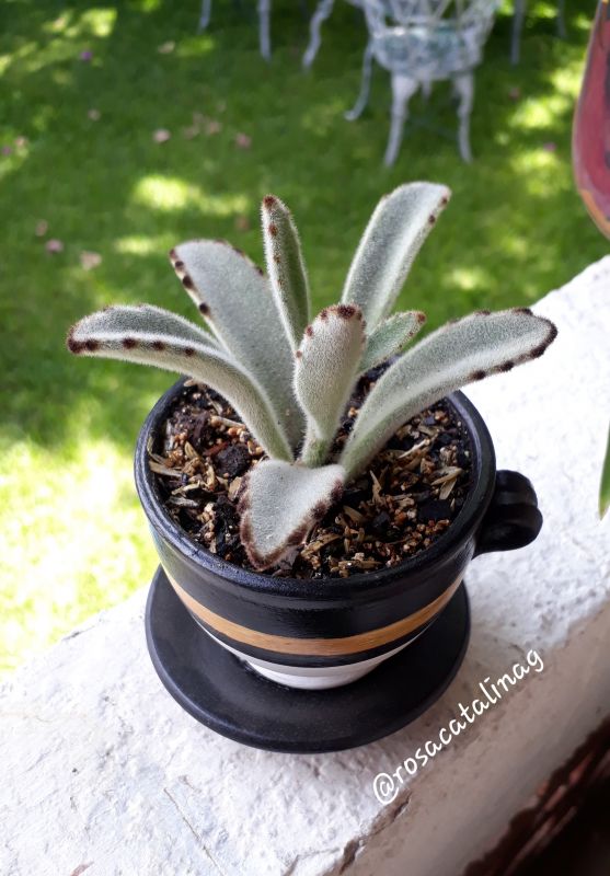 A photo of Kalanchoe tomentosa