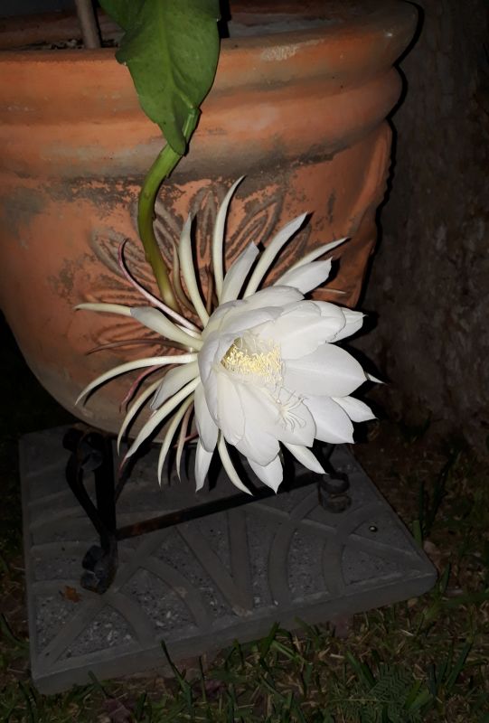 Una foto de Epiphyllum oxypetalum